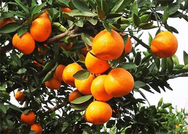科技重塑农业，春见最新栽培技术引领未来种植新纪元
