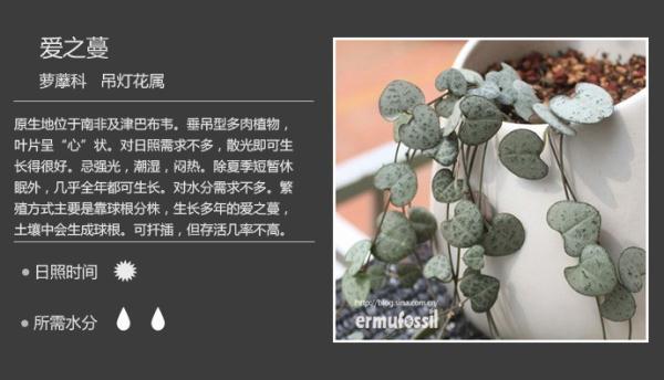 最新多肉图片欣赏与养护指南，多肉植物的魅力与养护技巧