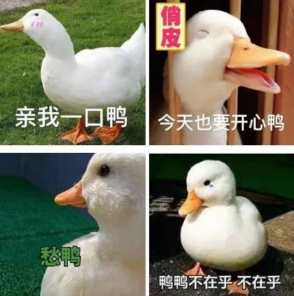 最新泥鸭聪仔视频，观看、技能学习与详细步骤指南（适合初学者与进阶用户）