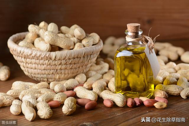 山东平度花生最新价格动态，机遇与自我超越之旅