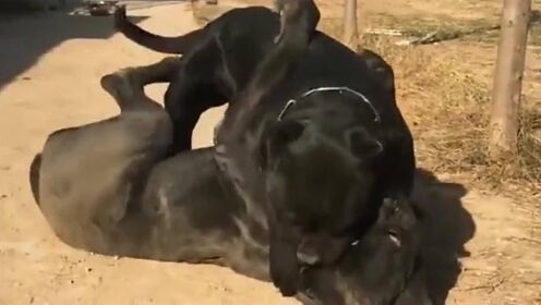 最新卡斯罗犬打架视频,最新卡斯罗犬打架视频，观察与观点