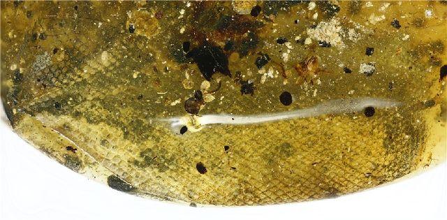 科学家实现重大突破，开启新时代篇章，最新报道揭秘里程碑式进展