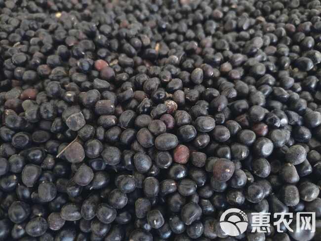 科技引领生活革新，最新油牡丹籽收购商开启智能收购新纪元