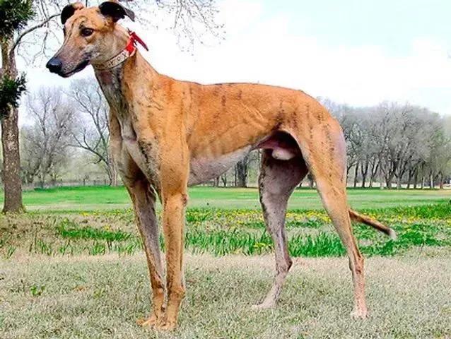 南宫犬业最新配种价格揭秘，科技引领犬业创新未来，重塑生活品质