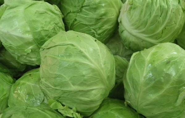 湖北包菜价格最新动态
