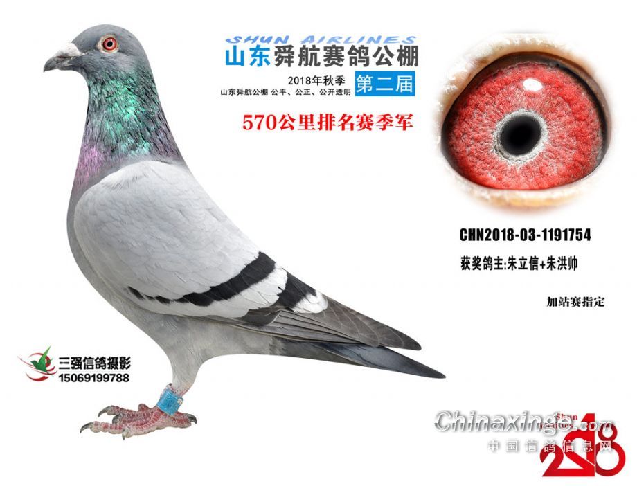 重庆信鸽公棚最新公告揭秘，鸽子的温情故事