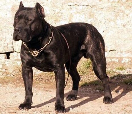 世界十大恶犬最新排行，凶猛与温馨的日常故事对比解析