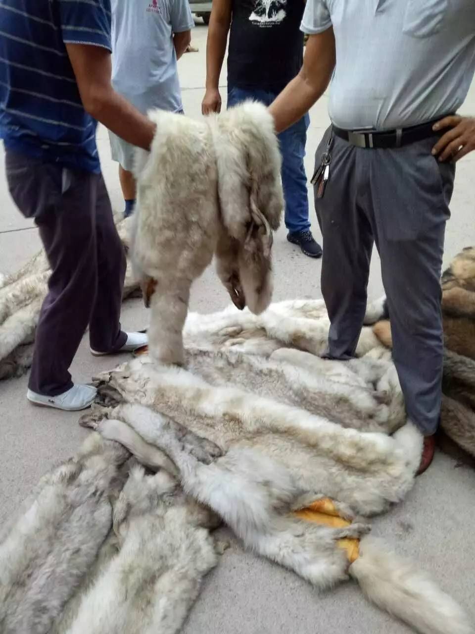 荒佃庄貉子皮最新价格，市场波动中的多元观点探讨