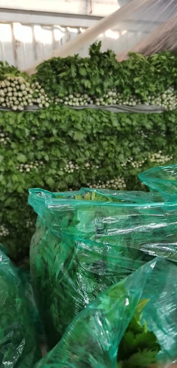 万邦蔬菜批发最新价格获取指南，最新价格一网打尽！