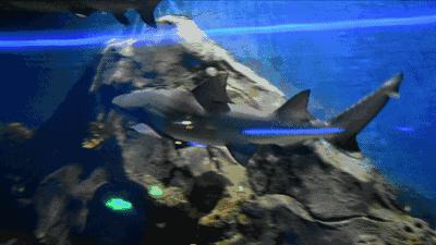 新澳精准资料大全免费,生物与医药_科技版70.117