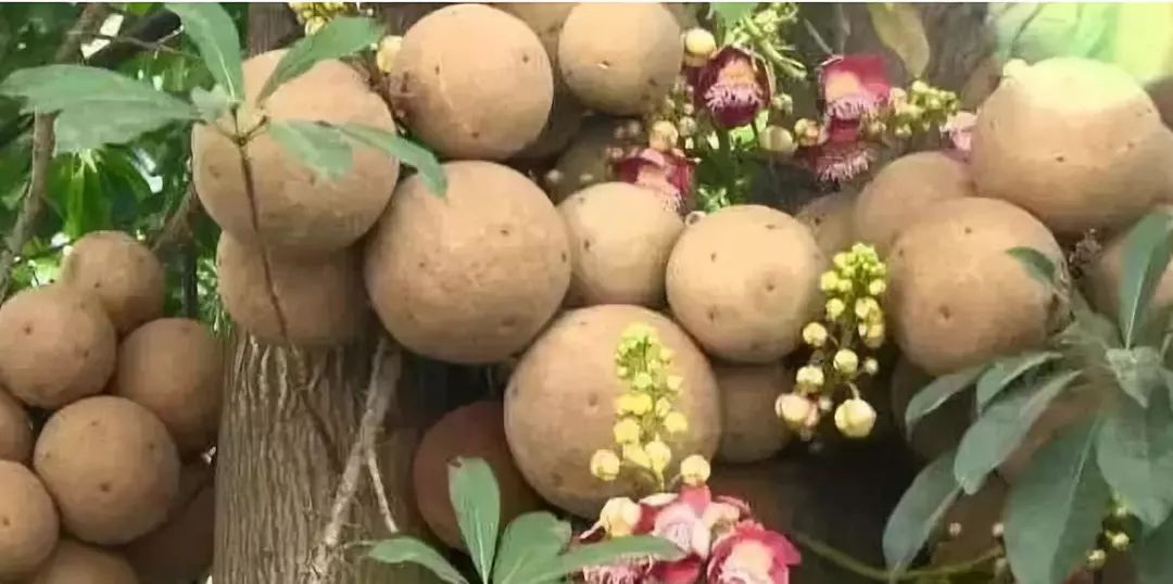 新澳门一码一肖一特一中水果爷爷,控制科学与工程_艺术版98.513