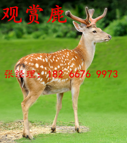 探寻自然美景之旅，梅花鹿价格揭秘