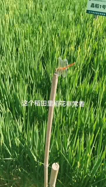 稻花香的人生哲学，自信与励志之路，不急于上市之路的探寻与反思