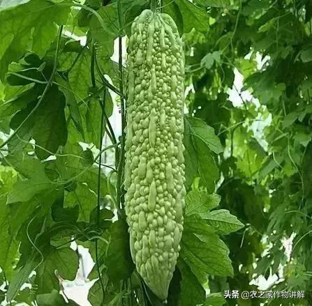 山东最新西红柿行情深度解析与报告