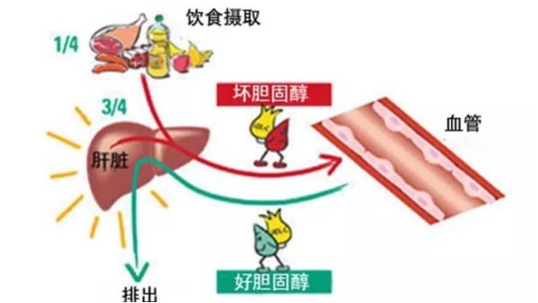 胆固醇研究最新进展，自然美景的鼓舞与启示的力量