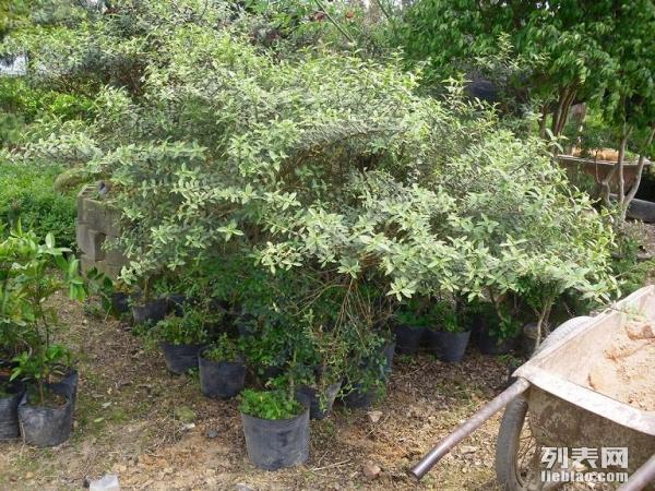 果树新品速递，探索未来果树产业三大要点的必备指南