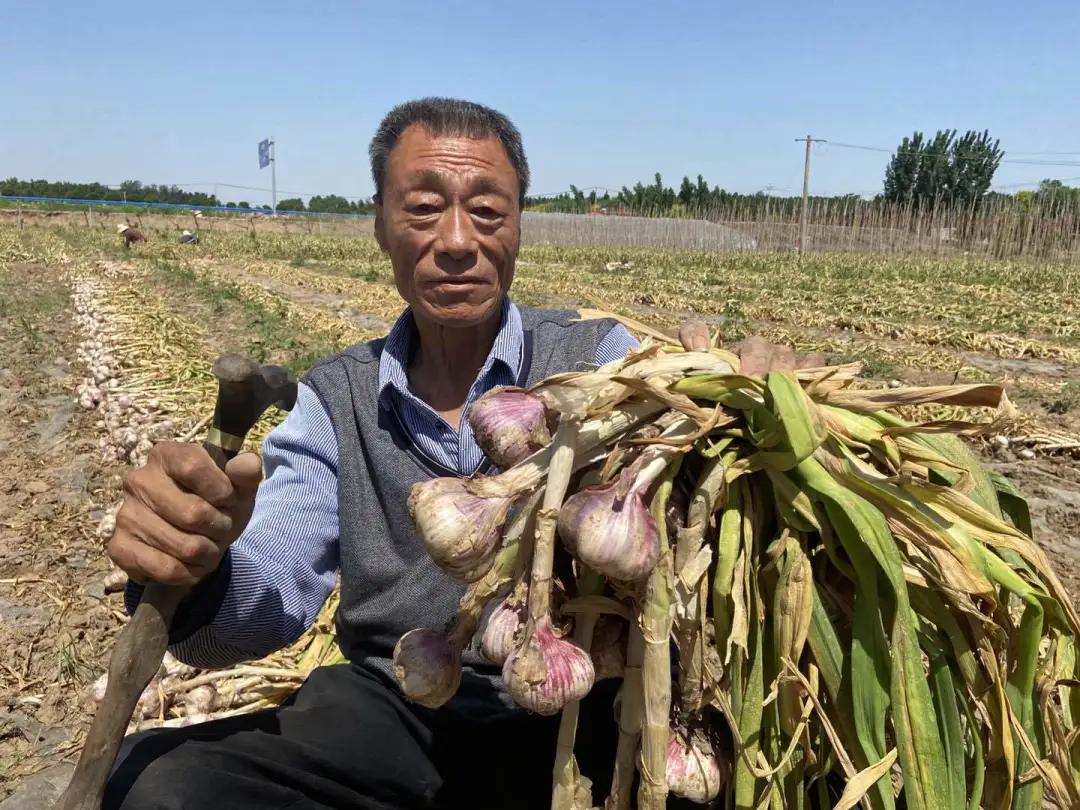 最新大蒜价格,最新大蒜价格查询与理解，一步步的指南