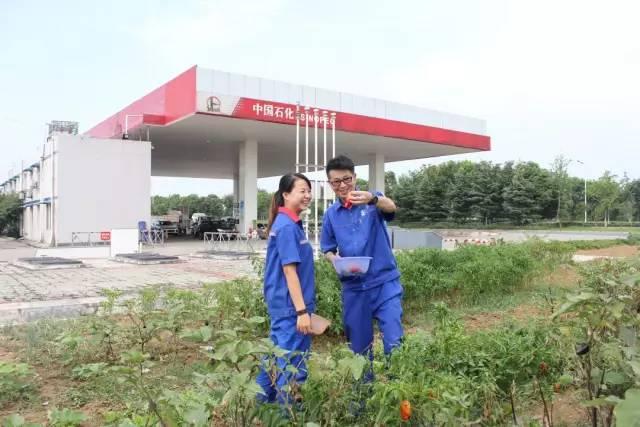蚌埠玉米价格动态，变化中的机遇与励志力量的展现