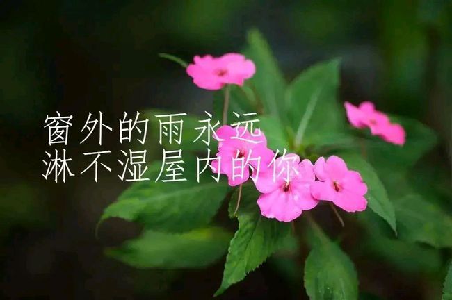 小巷深处的独特邂逅，最新心灵短语分享
