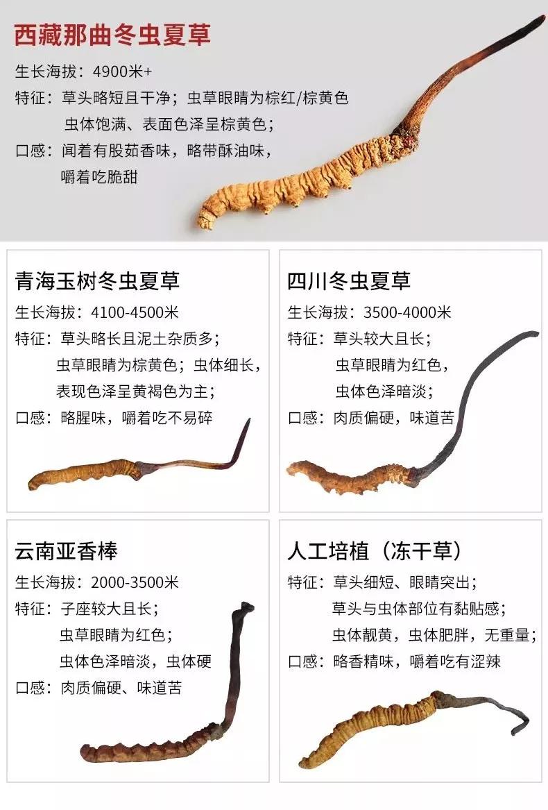 最新冬虫夏草资讯，探索虫草世界的最新动态与奥秘