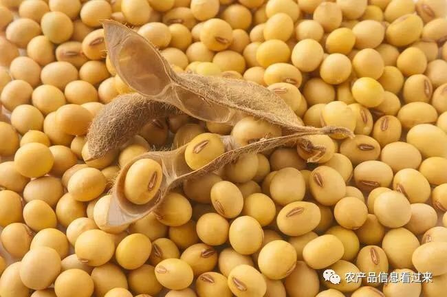 美大豆期货行情深度解析与观点阐述