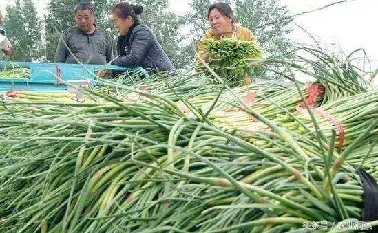 全国蒜薹最新行情概览，如何了解与把握市场趋势