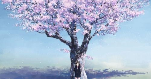 樱花动漫王，寻找内心平静的樱花之旅探索