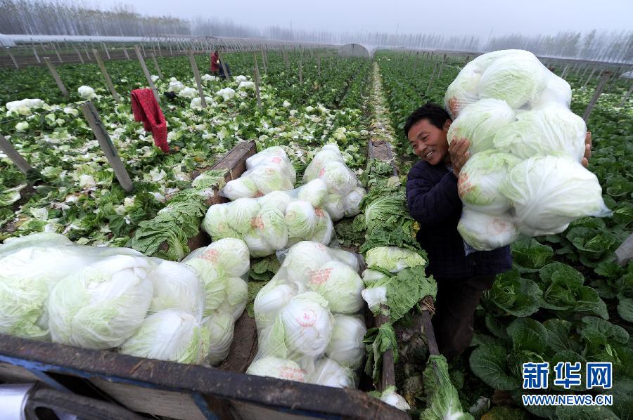 淮海蔬菜批发价信息一览，最新蔬菜批发概览