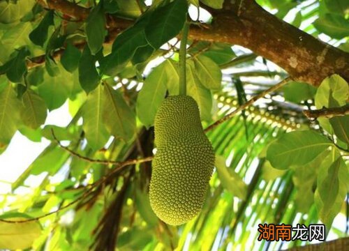 热带水果成熟季节揭秘，菠萝蜜几月份成熟上市？