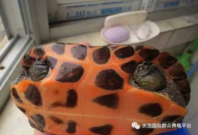 乌龟最新动态，稳健前行，自信成就未来之光