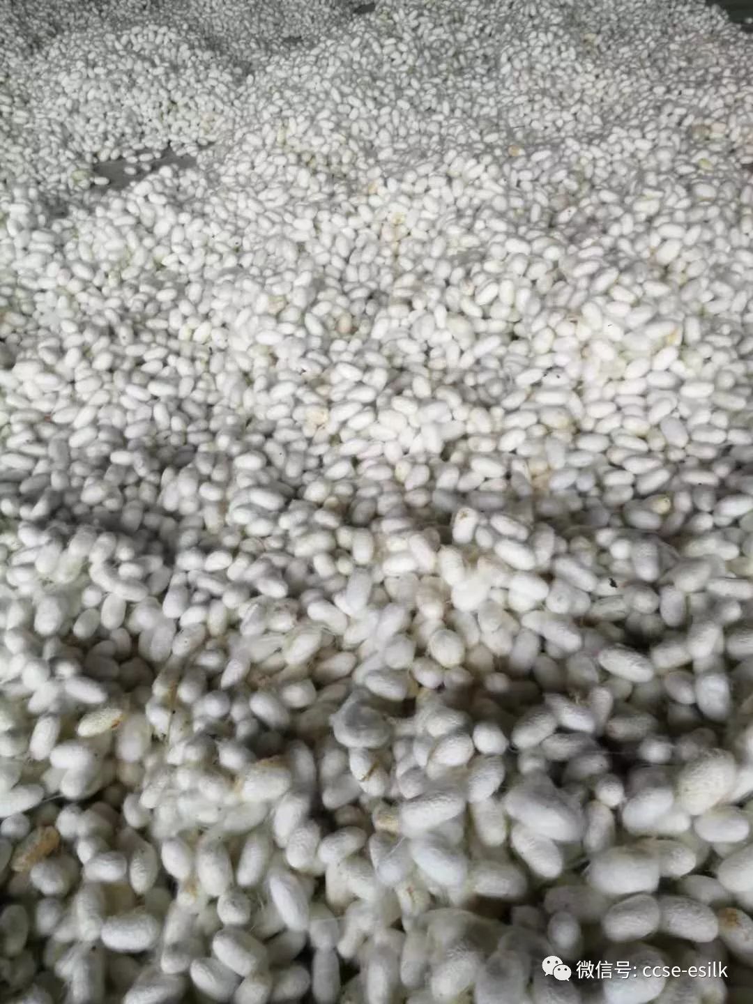大茧行情深度揭秘，茧丝市场新动态探索