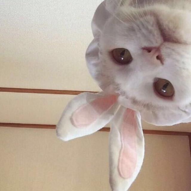 教你掌握最新学猫叫技能，一步步轻松学习