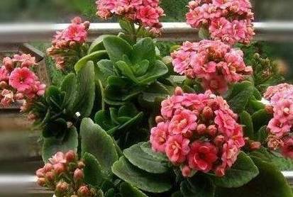 长寿花最新风采，绽放学习之光，自信与成就感的盛开之旅